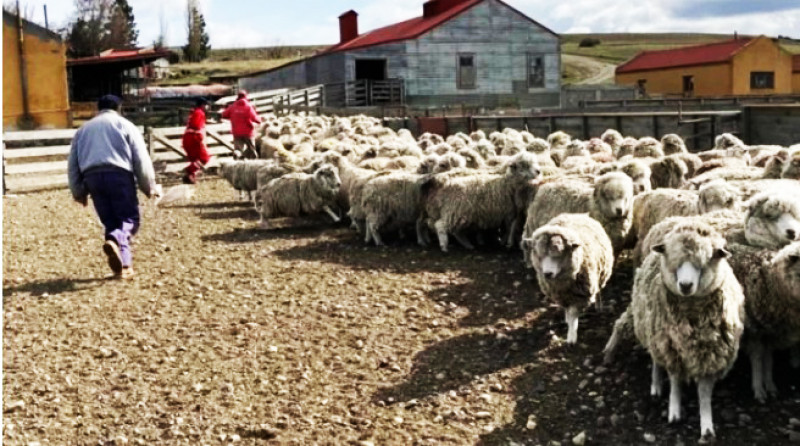 A la Patagonia le mintieron y la dejaron sin status sanitario