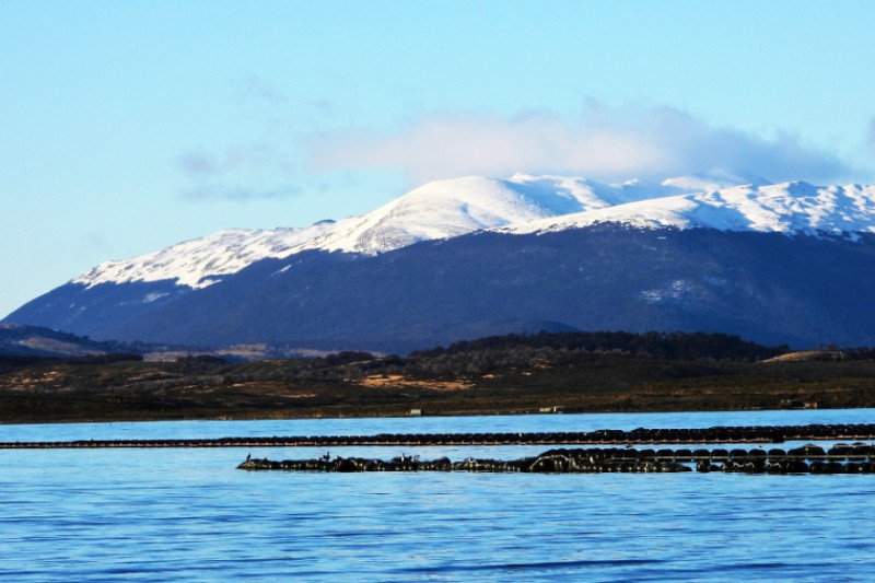 Analizan el primer cultivo de mejillones en el Beagle