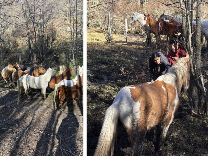 Capturan e identifican a 10 equinos sueltos en Ushuaia