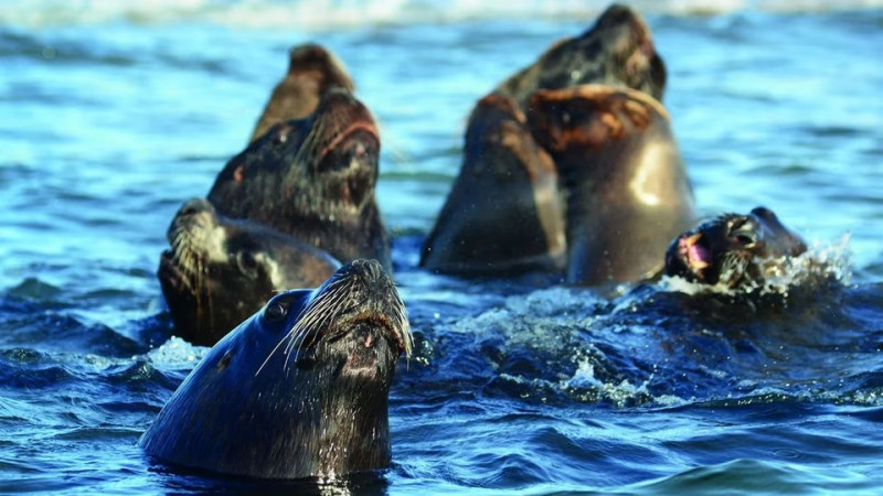 Comodoro habilitó el turismo con lobos marinos