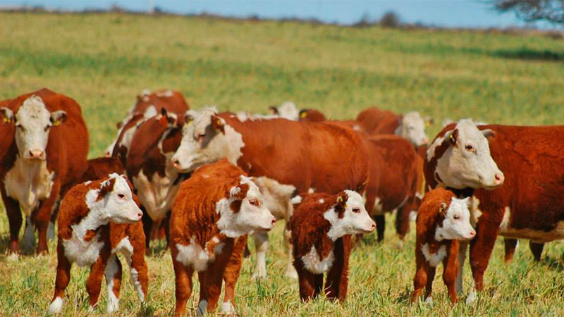 Crece el delito rural: Roban 25 vacunos de un campo de Tolhuin