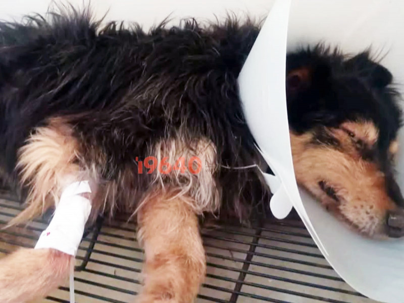 El moquillo ya obliga a aplicar eutanasia a perros