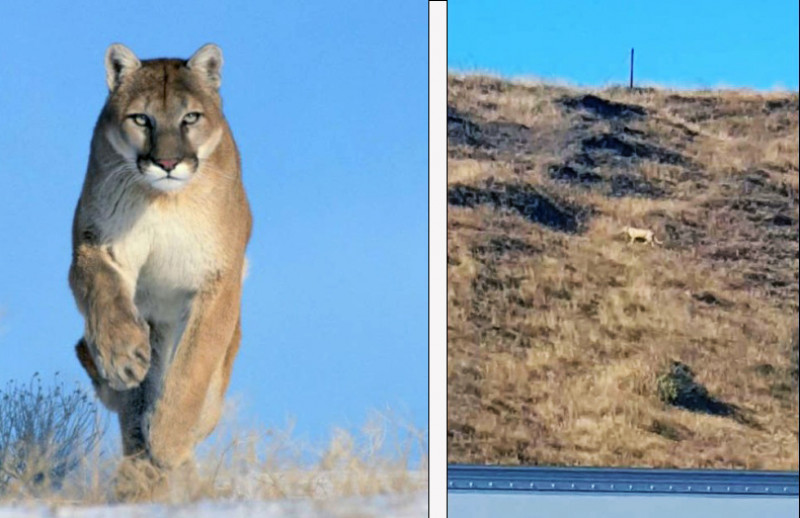 El puma de San Sebastián termino siendo un gato