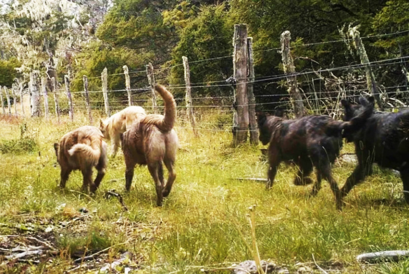 En Tierra del Fuego hay 25 mil perros sueltos