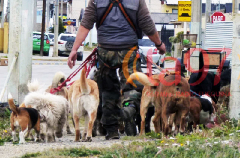 Exponen a un paseador que maltrata a sus perros