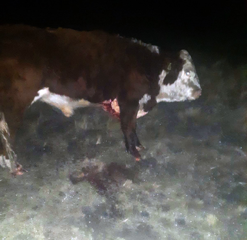 Faenaron y lastimaron animales en la Misión Salesiana