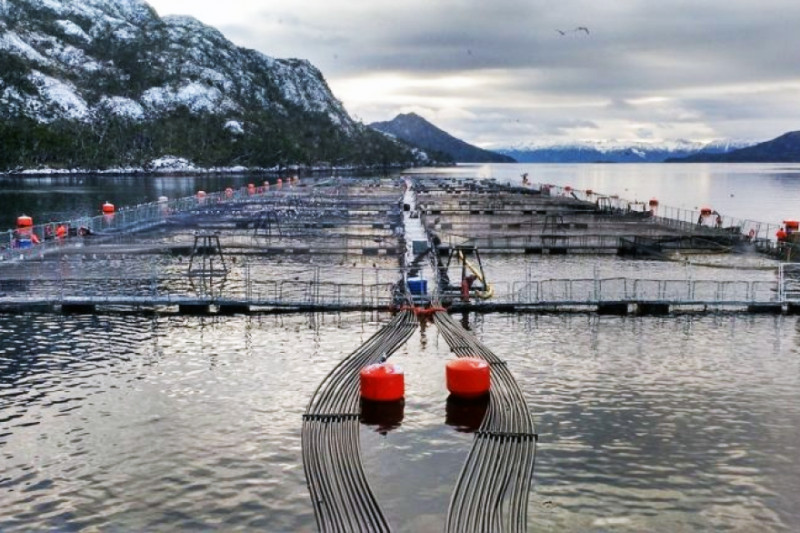 “Hay una demonización con el tema de las salmoneras”