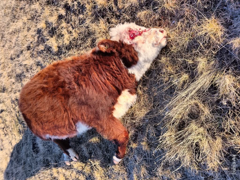 Investigan muerte de bovino en estancia de Río Grande