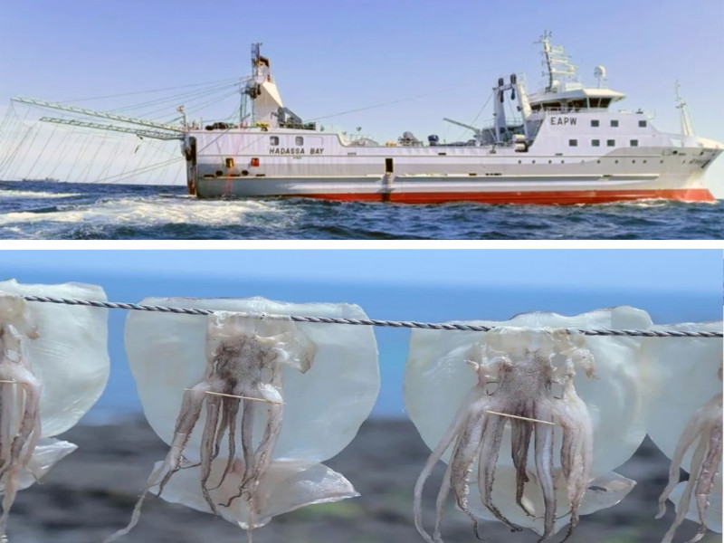 Kelper suspenden por dos semanas la pesca de calamar