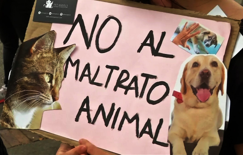La justicia fueguina pone foco en el maltrato animal