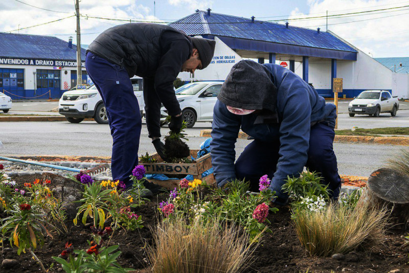 La próxima semana comienza la colocación de plantines