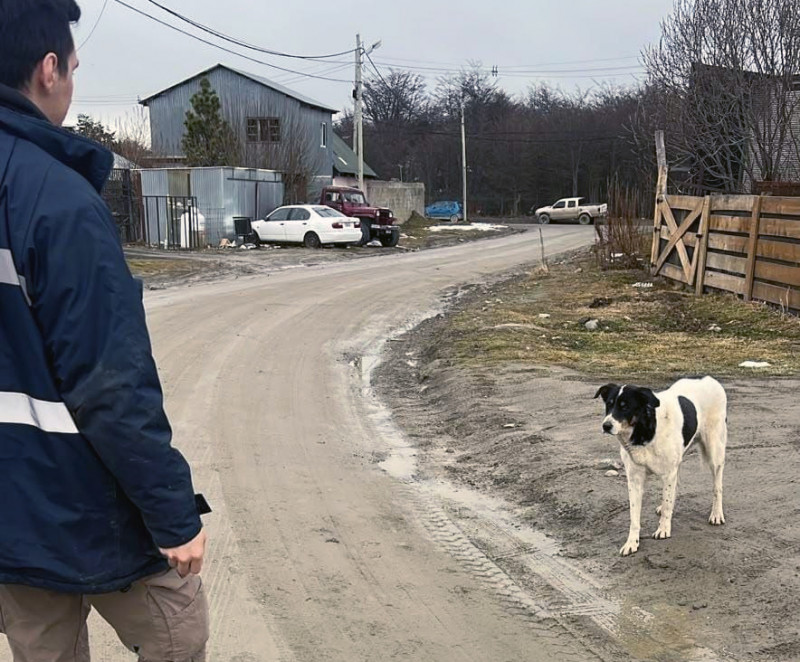 Labran 21 multas por perros sueltos en Ushuaia