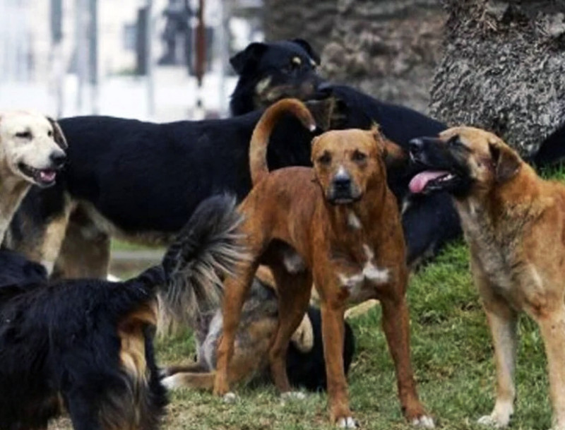 Lanzan campaña en los medios por los perros sueltos