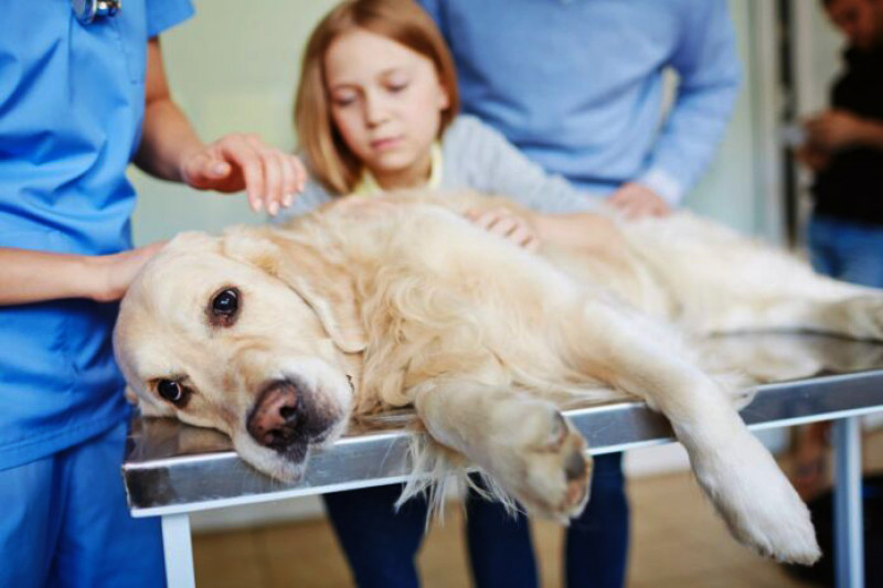 Las veterinarias obligadas a cumplir con guardias rotativas
