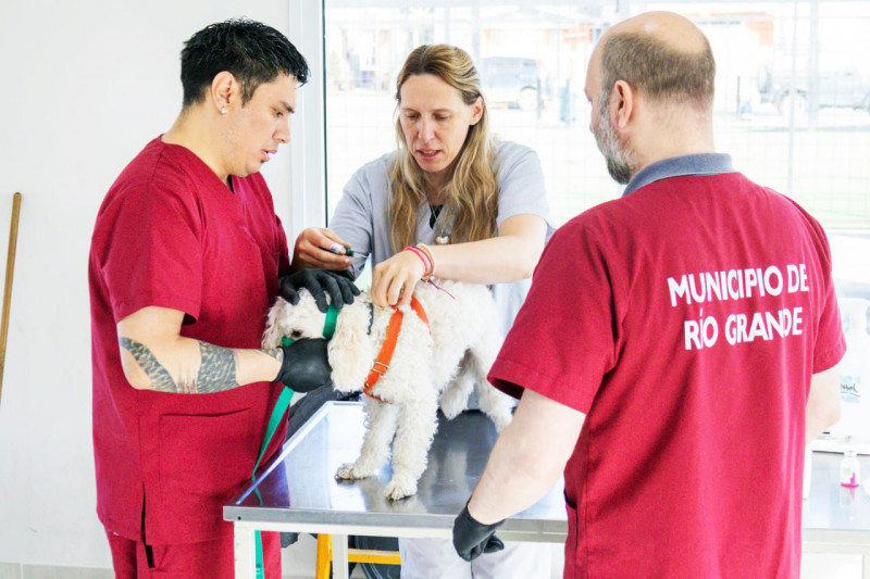 Los veterinarios tendrán que cumplir con las guardias