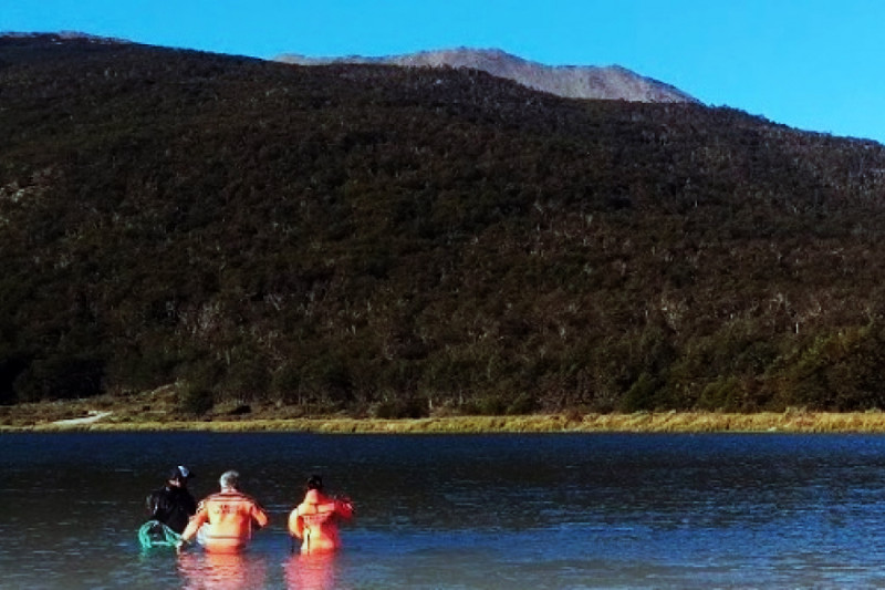 Monitoreo del salmón Chinook en el río Lapataia