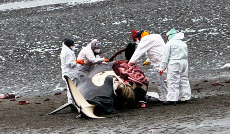 Necropsia a un orca hallada muerta en bahía San Sebastián