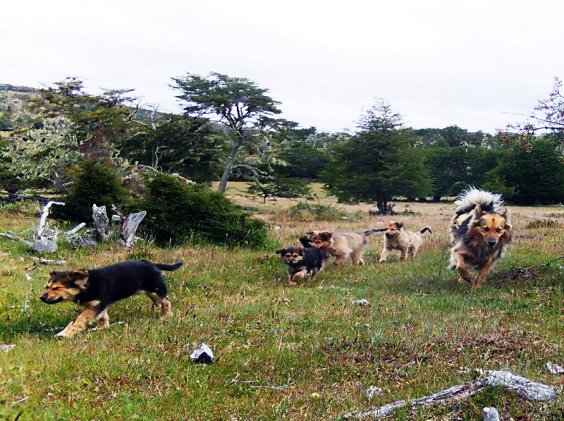 Perros contra perros para frenar jaurías de “asilvestrados”