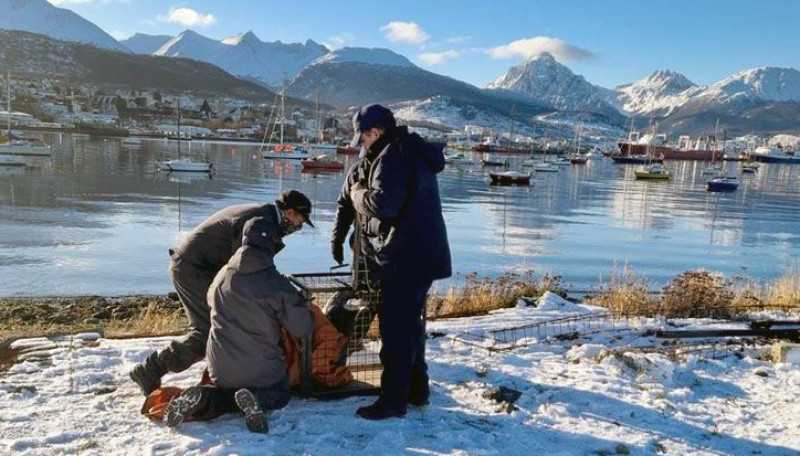 Prefectura rescató pingüino en las costas de Beagle