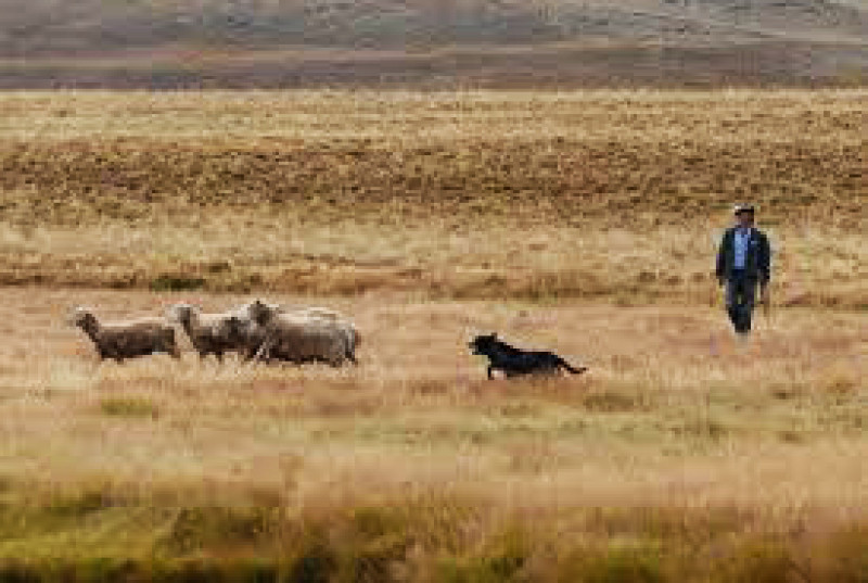 Prorrogan norma que permite trabajar y cobrar un plan