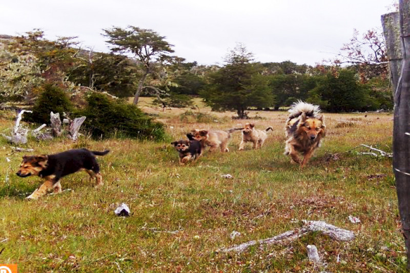 Refuerzan acciones frente a perros sueltos y asilvestrados