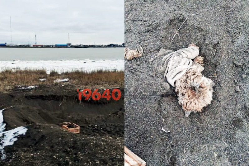 Rescataron a un perro que habría sido enterrado vivo