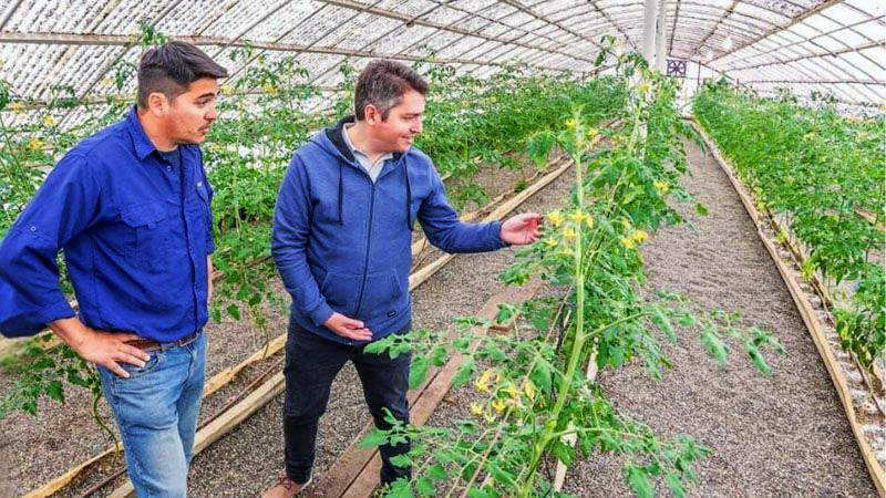 Río Grande tendrá su primera cosecha de tomates