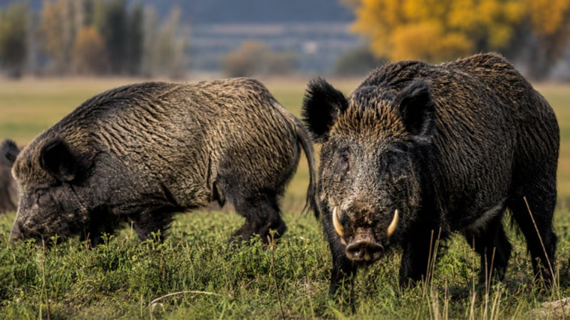 Río Negro pide habilitar la venta de carne de jabalí