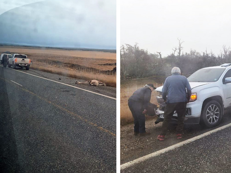 Una camioneta chilena chocó contra un guanaco en Tolhuin