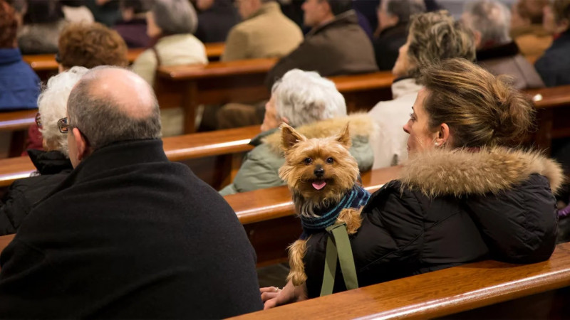 Ushuaia y Río Grande bendicen mascotas por su día