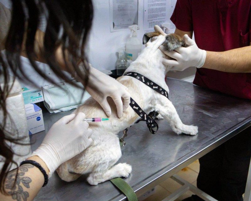 Vacunación antirrábica y adopción de mascotas